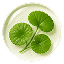 Centella Asiatica ingredient illustration