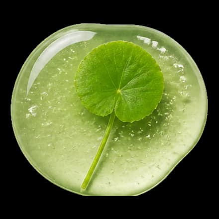 Centella Asiatica ingredient illustration